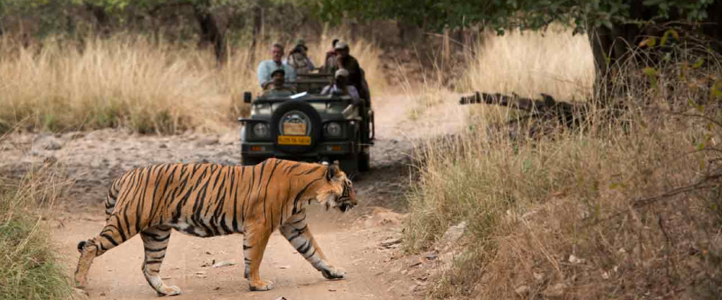 Ranthambore.jpg1