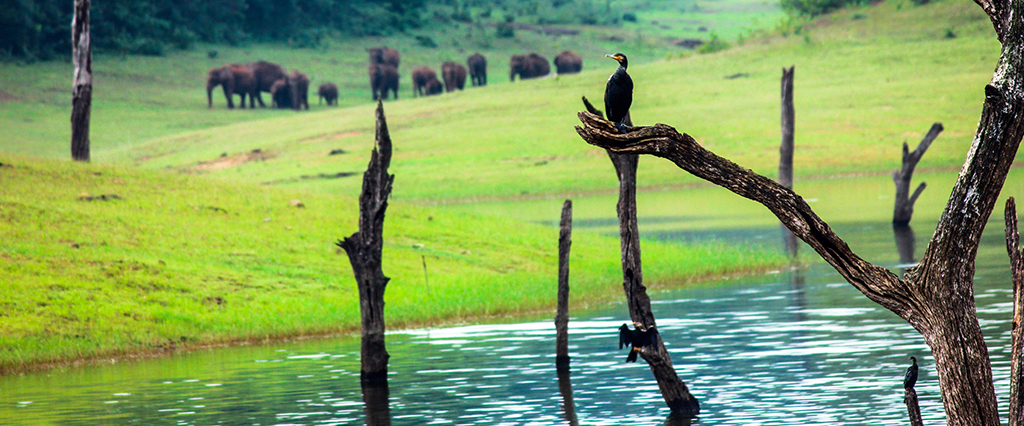 Thekkady